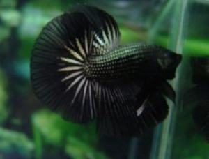 B018 - Black Copper Halfmoon Paar