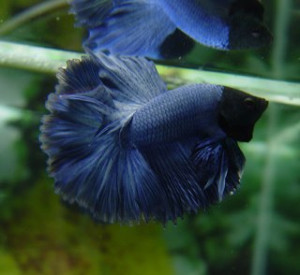 B020 - Blue Halfmoon Paar