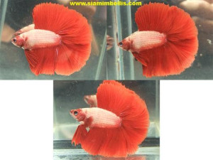 S131 - Cambodian Red Doubletail Paar