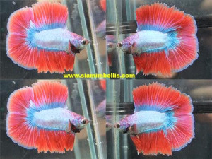 S130 - Cambodian Blue Red Doubletail Paar