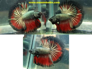 S056 - Copper Red Black Halfmoon Paa