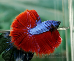 A033 - Blue Red Dragon Halfmoon Paar