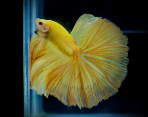 A034 - Yellow Halfmoon Paar