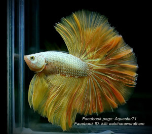 A037 - Yellow Dragon Halfmoon Paar