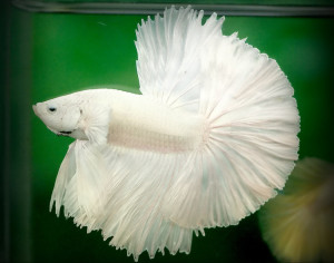 A035 - White Halfmoon Paar