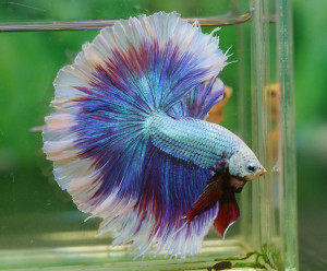 A065 - Sala Dragon Halfmoon Paar