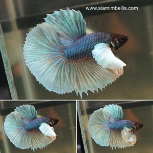 S059 - Dumbo Halfmoon Paar