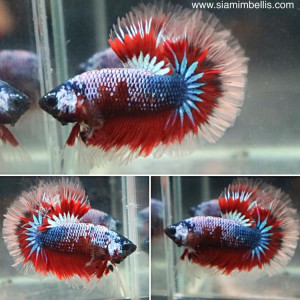 S061 - Fancy Halfmoon Paar