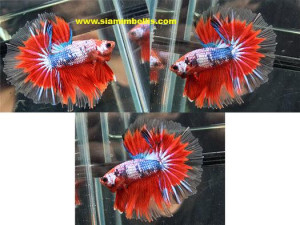 S060 - Fancy Halfmoon Paar
