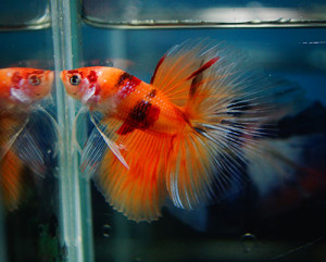 B050 - Koi Nemo Halfmoon Paar