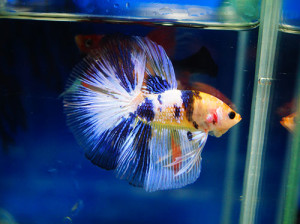 B051 - Fancy Halfmoon Paar