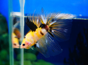 B052 - Fancy Halfmoon Paar