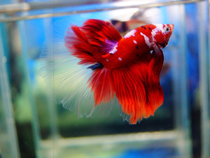 B054 - Koi Halfmoon Paar