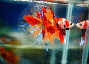 B053 - Koi Nemo Halfmoon Paar