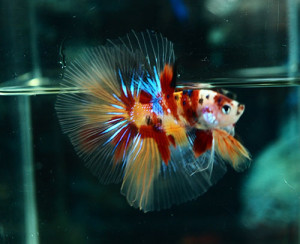 B058 - Koi Nemo Halfmoon Paar