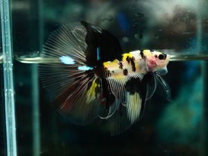 B057 - Koi Tiger Halfmoon Paar