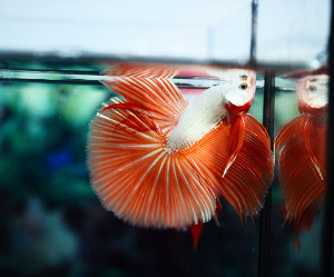 B059 - Orange Dragon Halfmoon Paar