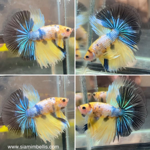 S067 - Yellow Koi Halfmoon Paar