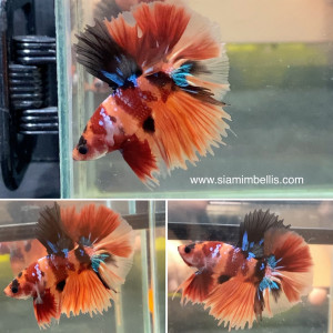 S068 - Nemo Koi Halfmoon Paar