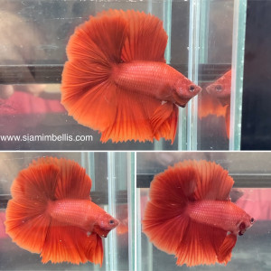 S133 - Red Doubletail Paar