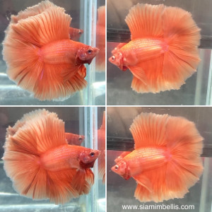 S134 - Orange Doubletail Paar