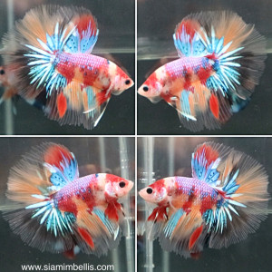 S071 - Nemo Koi Halfmoon Paar