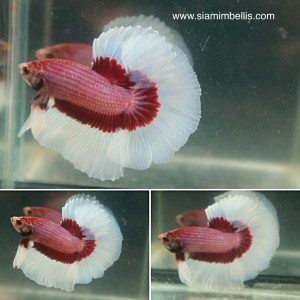 S072 - Lavender Halfmoon Paar