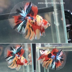 S073 - Nemo Koi Halfmoon Paar