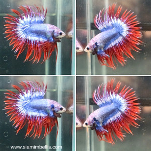 S242 - Pastel Red Crowntail Paar
