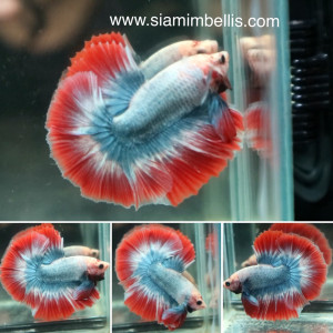 S075 - Pastel Red Halfmoon Paar