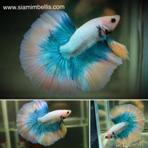 S076 - Pastel Yellow Halfmoon Paar