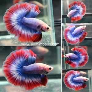 S077 - Pastel Red Halfmoon Paar