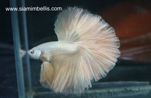 S078 - Gold Halfmoon Paar