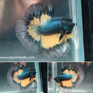 S081 - Black Yellow BF Halfmoon Paar