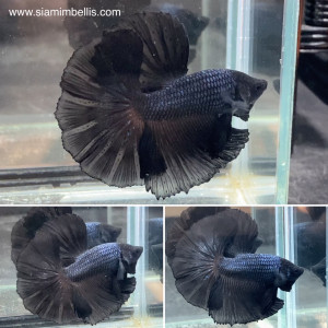 S083 - Black Halfmoon Paar