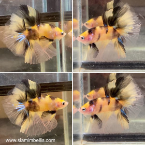 S084 - Yellow Koi Halfmoon Paar