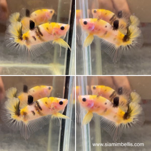 S085 - Yellow Koi Halfmoon Paar