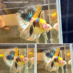 S086 - Yellow Koi Halfmoon Paar