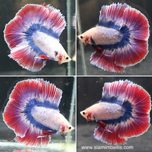 S135 - Pastel Red Doubletail Paar