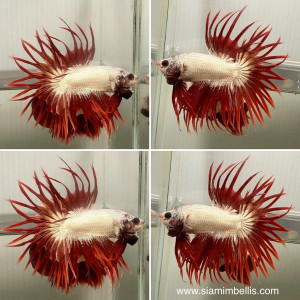 S246 - Red Dragon Crowntail Paar