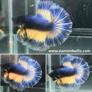 S087 - MG Halfmoon Paar