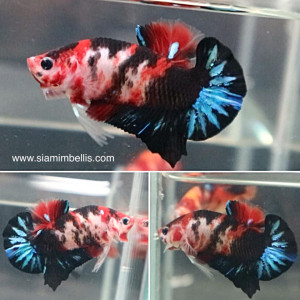 S370 - Koi Galaxy Plakat Paar