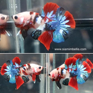 S371 - Koi Galaxy Plakat Paar