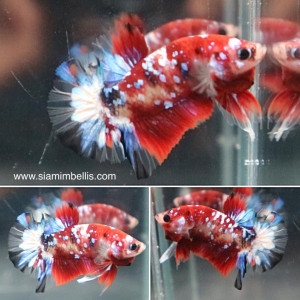 S372 - Koi Galaxy Plakat Paar