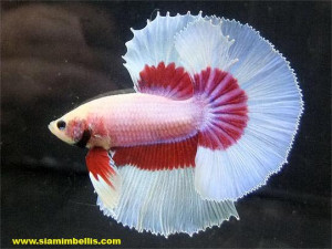 S064 - Lavender Halfmoon Paar