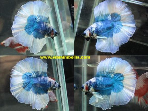 S132 - Marble Blue Butterfly Doubletail Paar