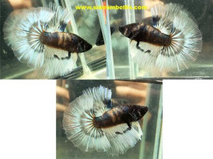S066 - Marble Halfmoon Paar