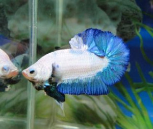 B326 - New Cambo Blue Dragon Plakat Paar