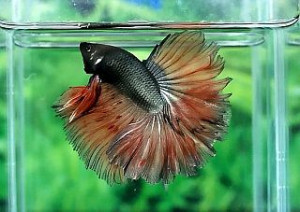 A008 - Copper Orange Halfmoon Paar