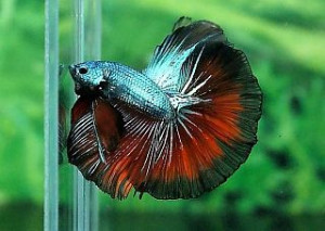 A010 - Butterfly Halfmoon Paar